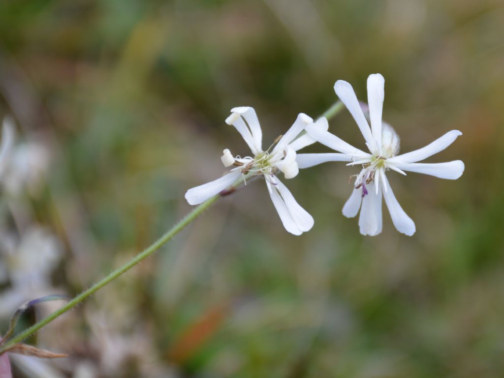 Silene nutans